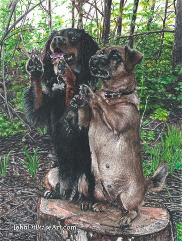 Colored Pencil Dog Commission